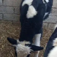 گاو ابستن 8 ماه|حیوانات مزرعه|کرمان, |دیوار