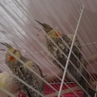 فروش انواع عروس هلندی های زیبا|پرنده|رامهرمز, |دیوار