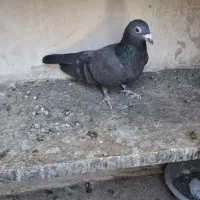 پرنده (کفتر)|پرنده|مشهد, نیزه|دیوار