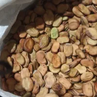 بذر باقلا درشت قلم