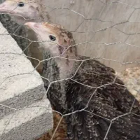 جوجه بوقلمون برنز انگلیسی