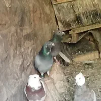 طوقی. زاغ|پرنده|سامان, |دیوار