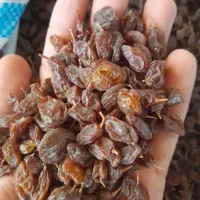 کشمش افتابی