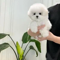 پوشیدل خانگی|سگ|تهران, مرزداران|دیوار