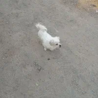 سگ حرف گوش کن