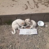 دو عدد پاکوتاه