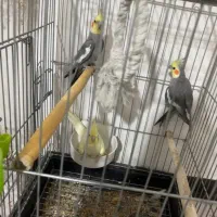 عروس هلندی مولد