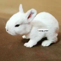 نژاده ریز|موش و خرگوش|بروجرد, |دیوار