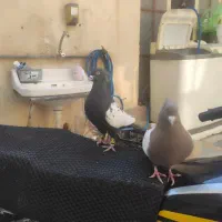 جفت سینه|پرنده|مرودشت, ابوذر شمالی‎|دیوار