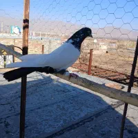 کبوتر|پرنده|تویسرکان, |دیوار