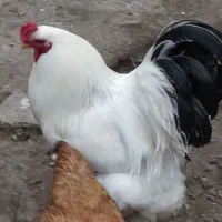 خروس اصیل  برهماد جوان