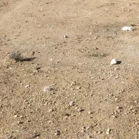 هزارمتر-زمین-کشاورزی-باغی