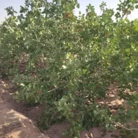 باغ-پسته-کله-قوچی-و-فندقی-در-بهجت-اباد-امین