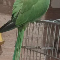 طوطی ملنگو پنج ماهه|پرنده|شیراز, فاضل|دیوار