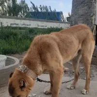 واگذاری سگ نگهبان نر