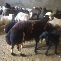 قوچ پلنگی پوست گاوی