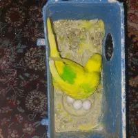 مرغ عشق مولد با قیمت استثنایی|پرنده|شیراز, دلجو|دیوار