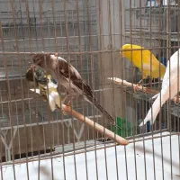 رسمی بلندماده|پرنده|قم, زاد|دیوار