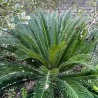 گل سیکاس مادر تنه دار|گل و گیاه طبیعی|کتالم و سادات شهر, |دیوار