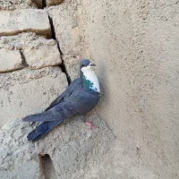 کبوتر سبز مگس سوسکی چاپی بور|پرنده|زهک, |دیوار