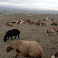 ۵۰عدد گوسفند|حیوانات مزرعه|سبلان, |دیوار
