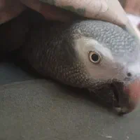 طوطی کاسکو فول اهلی.|پرنده|خوی, |دیوار