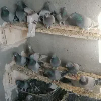 کبوتر سبز سرابی