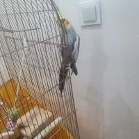 یک جفت عروس هلندی نر خیلی پر حرف