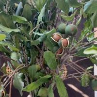 فروش محصول در مازنداران فریدونکنار قیمت توافقی|خوردنی و آشامیدنی|فریدونکنار, |دیوار