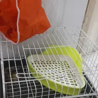 قفس خرگوش