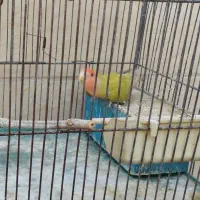 طوطی