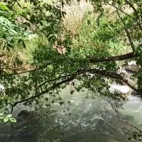 فروش-باغ-میوه