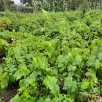 پیش فروش نهال سفید بی دانه