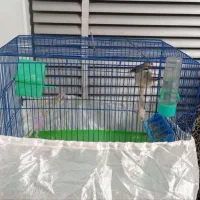 یک جفت فنچ مولد خوشگل با قفس با ده عدد تخم