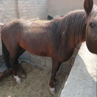 اسب نژاد کرد عرب