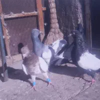 کفتر کبوتر یهودی سبز