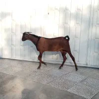 دو عدد کهره نر|حیوانات مزرعه|بندرعباس, |دیوار