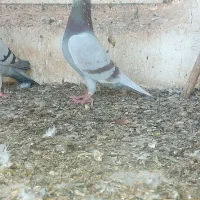 کبوتر رنگی ماده پیازی|پرنده|برازجان, |دیوار