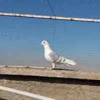 کفتر پلاکی|پرنده|شیراز, شهرک دارایی|دیوار