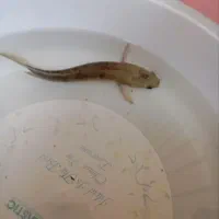 چانا رد مارو