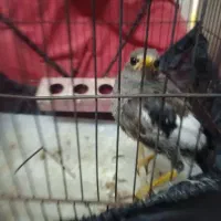 جوجه مرغ مینا سخنگو سالم بازی گوش