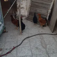 مرغ وخروس