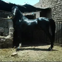 نریان سیلمی 7سال بشرط|اسب و تجهیزات اسب‌سواری|شیراز, شهرک مهدیه|دیوار