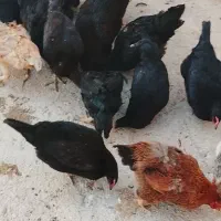 فروش تخم مرغ محلی قیمت دونه ای