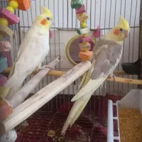 عروس هلندی .