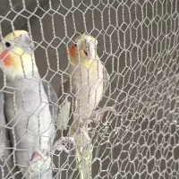 جفت عروس هلندی