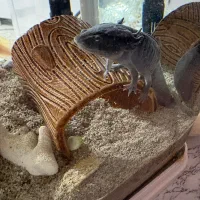 ماهی بی دندون|ماهی|شهریار, رضی آباد بالا|دیوار