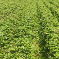 نهال توت فرنگی سابرینا  ریشه لخت و کلی نی ۲۵ تومن