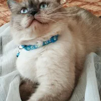 گربه اسکاتیش هیمالین