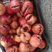 انار تازه ،ناردونه ،رب انار|خوردنی و آشامیدنی|شیراز, گلشن|دیوار